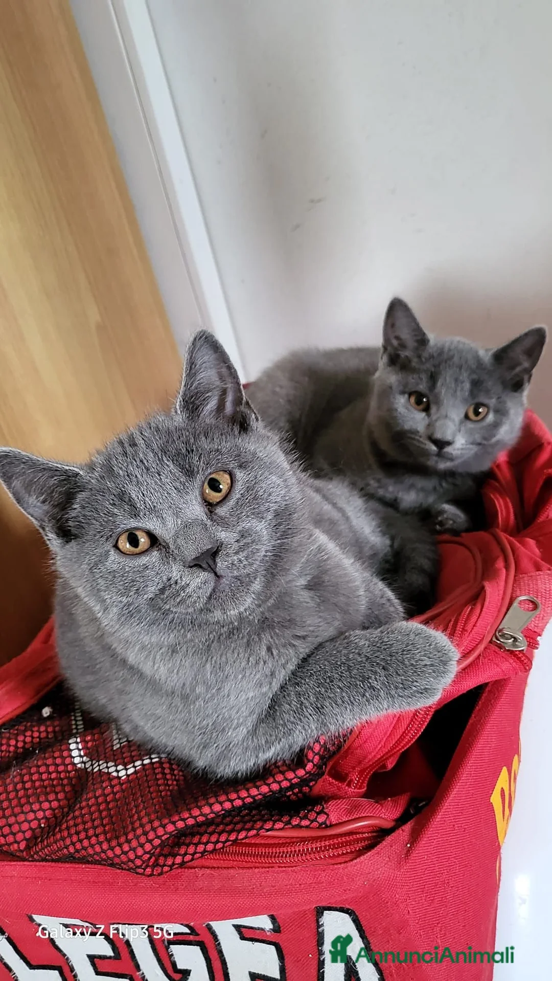 Certosino gatti in vendita: Gattini Certosini con Pedigree ANFI a Provincia di Forlì-Cesena - Annuncio 5