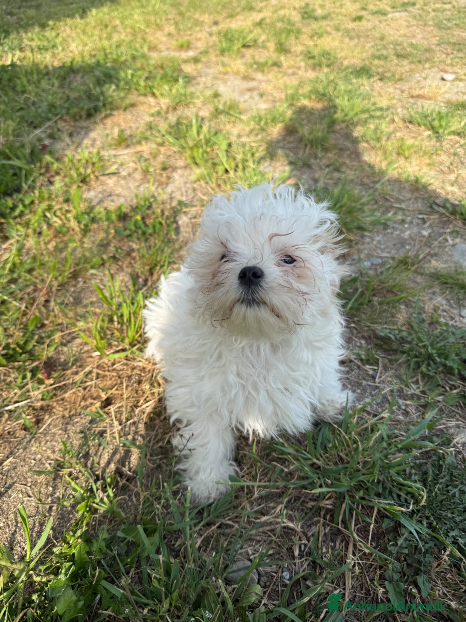 Maltese cani in vendita: Cuccioli di maltese con pedigree Enci  - Annuncio 2