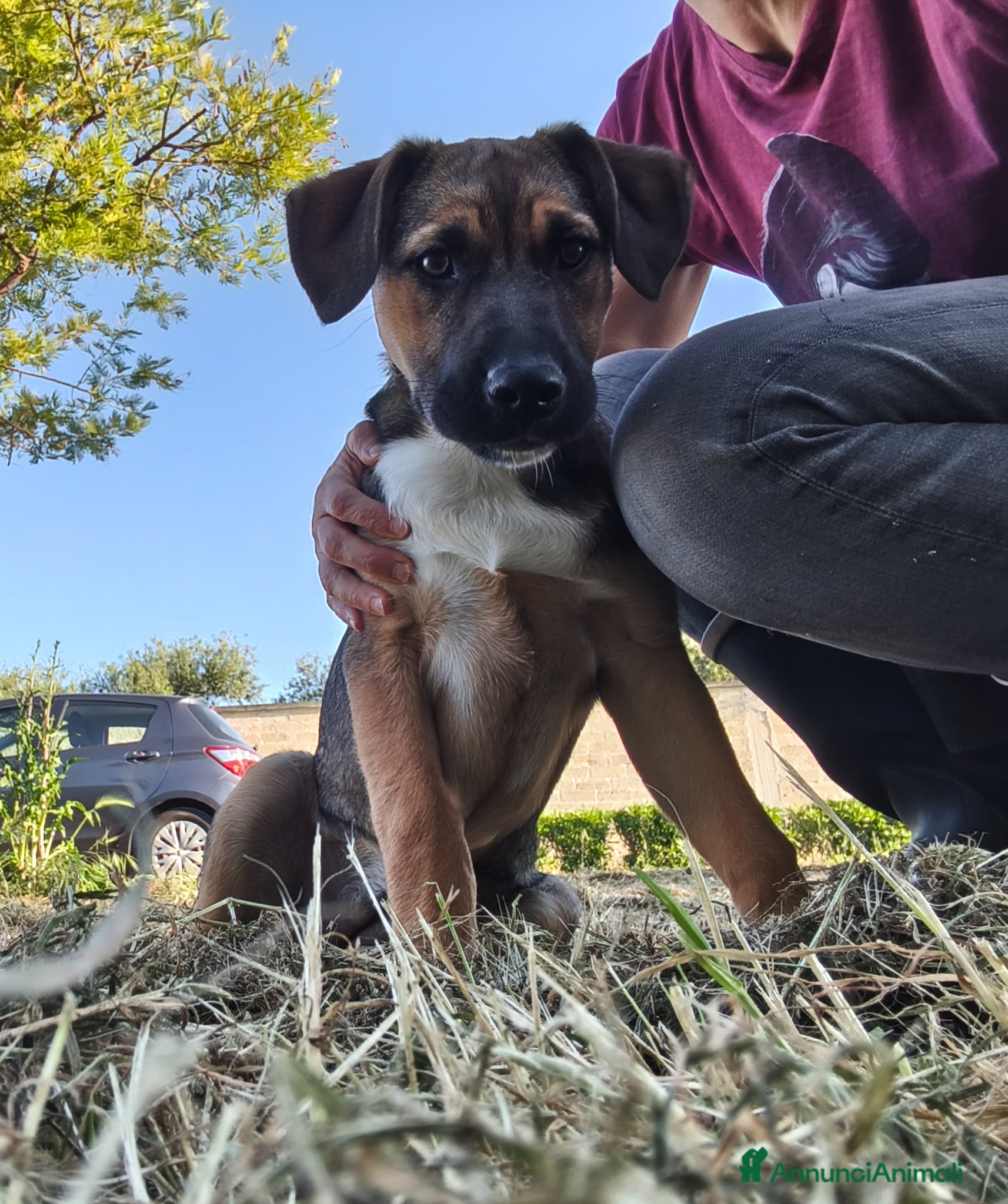 Meticcio cani Fucsia un bellissimo fiorellino - Annuncio 2
