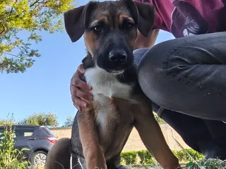 Meticcio cani Fucsia un bellissimo fiorellino - Annuncio 3