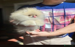 Volpino Pomerania cani in vendita: Meraviglioso SPITZ NANO POMERANIA  a Città Metropolitana di Torino - Immagine 2