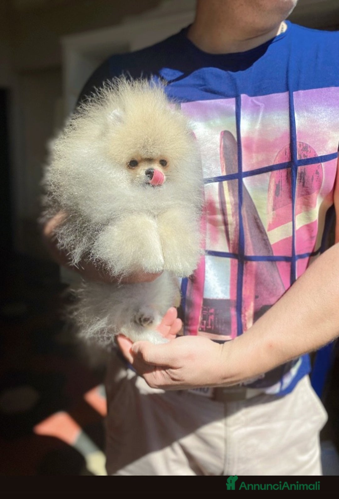 Volpino Pomerania cani in vendita: Meraviglioso SPITZ NANO POMERANIA  a Città Metropolitana di Torino - Immagine 2