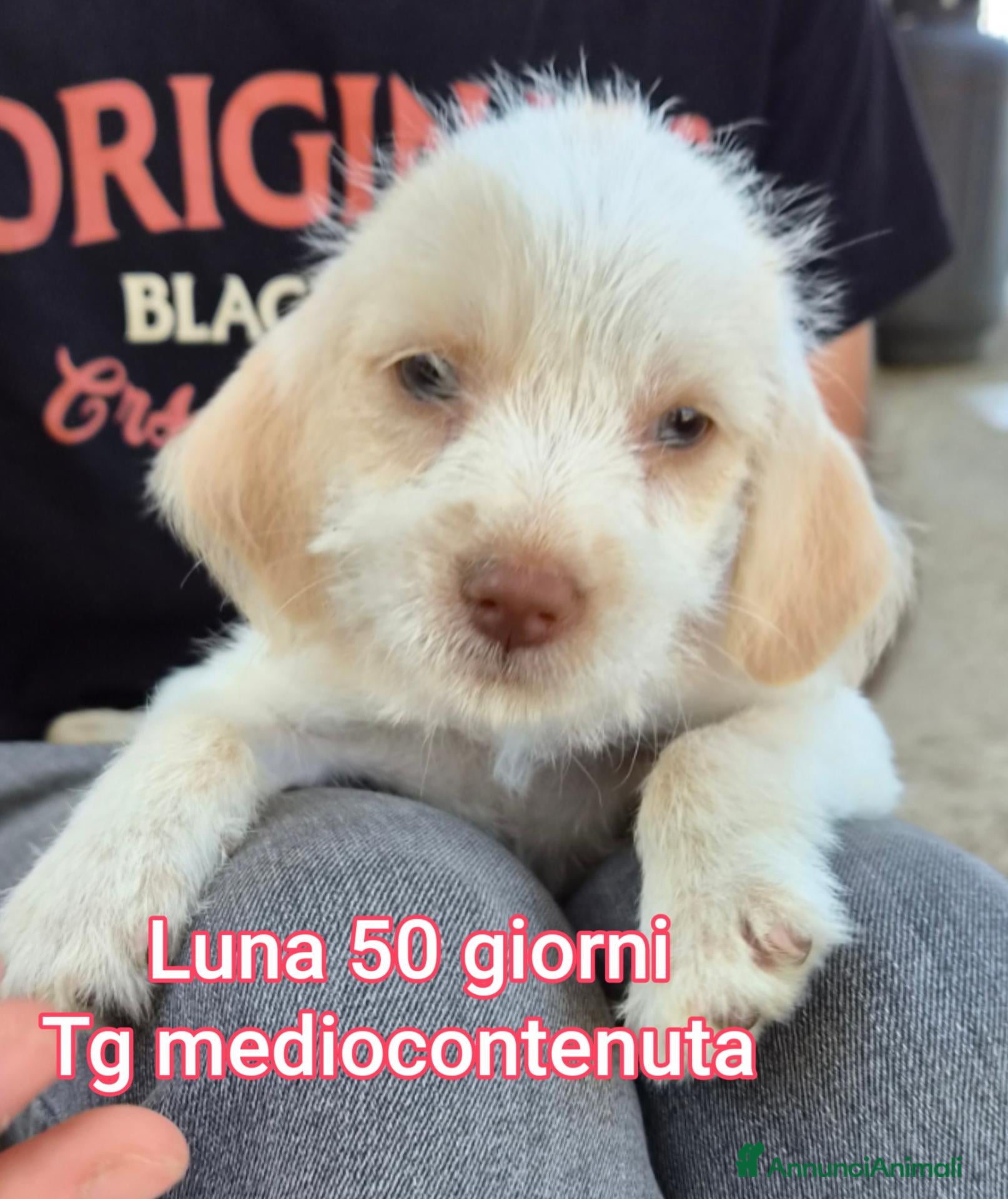 Meticcio cani CUCCIOLI ABBANDONATI: URGENTE  - Annuncio 3