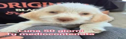 Meticcio cani in regalo: CUCCIOLI ABBANDONATI: URGENTE  a Città Metropolitana di Torino - Annuncio 1