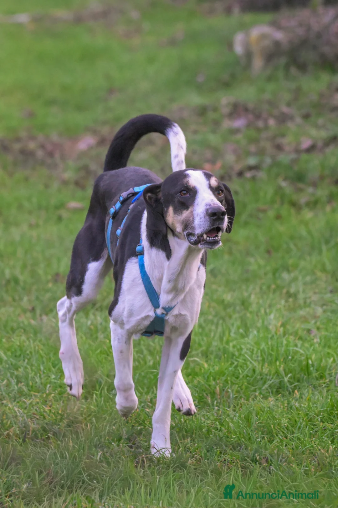 Segugio cani in regalo: ZEUS, mix segugio energico e affettuoso - Annuncio 3