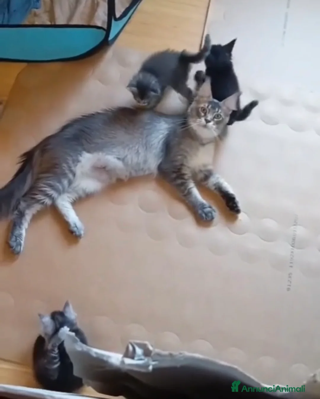 Maine Coon gatti in vendita: Giganti Buoni: Cuccioli Maine Coon  - Annuncio 2
