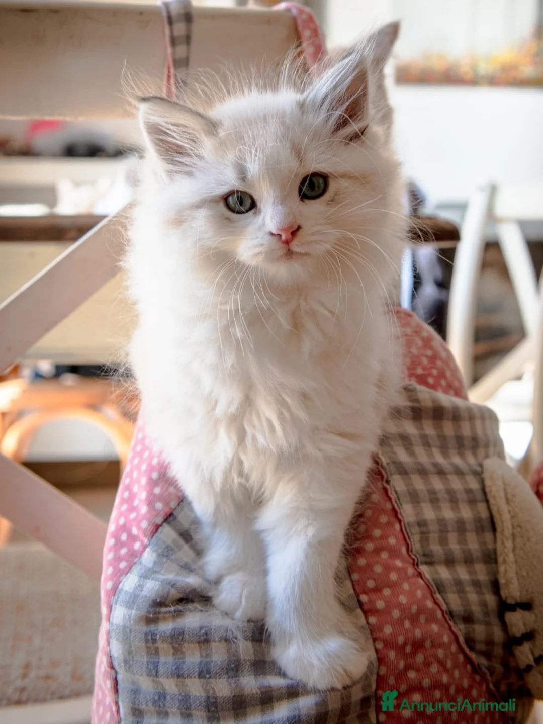 Meticcio gatti in vendita: Gatto siberiano - Annuncio 3