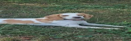 Beagle cani in vendita: Cucciola beagle 1 anno - Annuncio 6