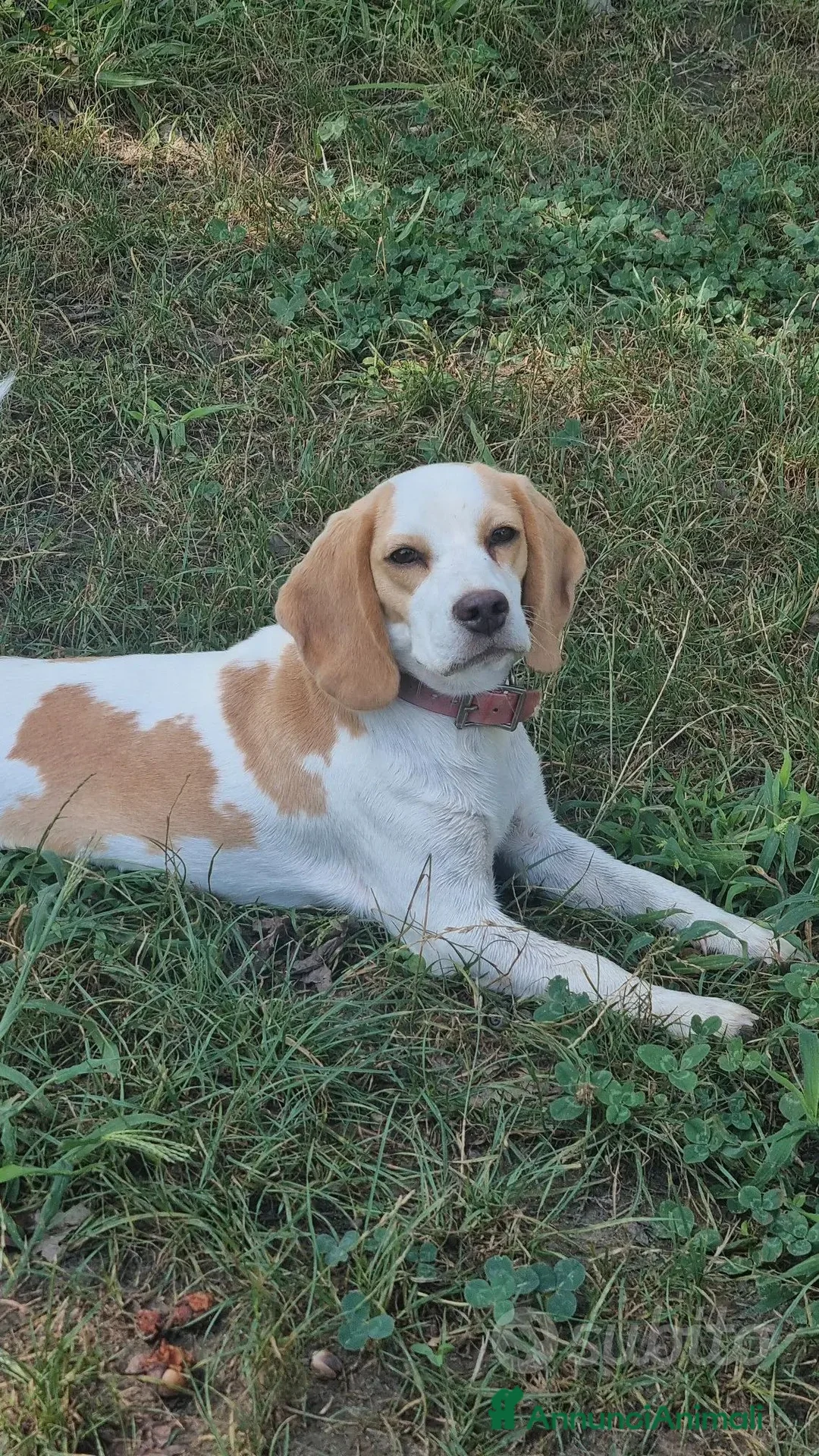 Beagle cani in vendita: Cucciola beagle 1 anno - Annuncio 6