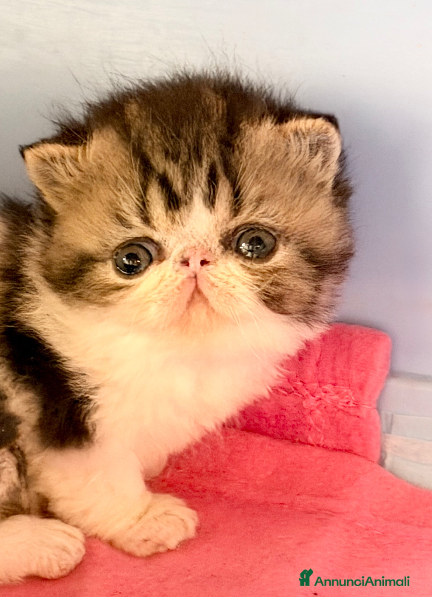 Exotic Shorthair gatti Cucciola di exotic shorthair di alta genealogia - Annuncio 1