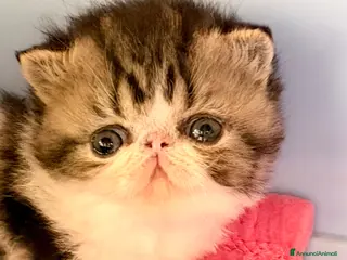 Exotic Shorthair gatti Cucciola di exotic shorthair di alta genealogia - Annuncio 1