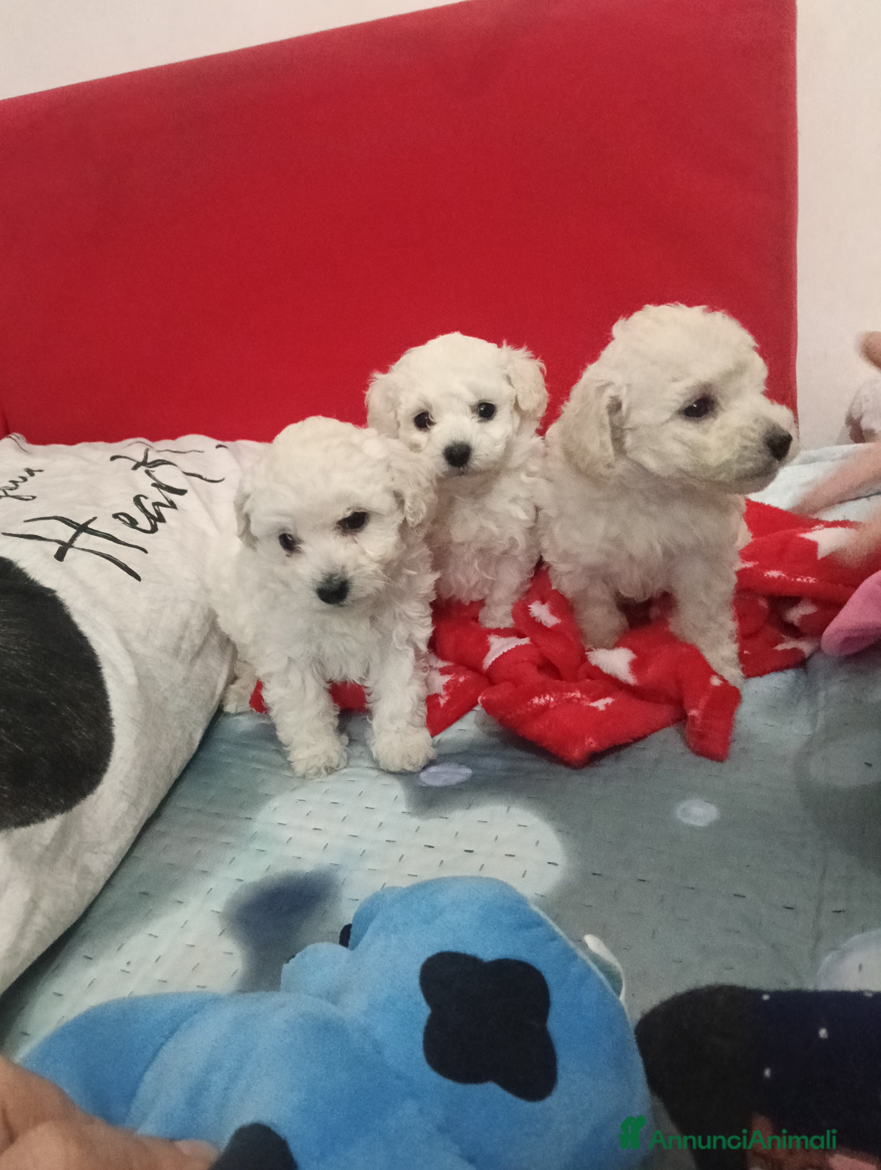 Barboncino Toy cani Cuccioli di barboncino Toy bianco  - Annuncio 1