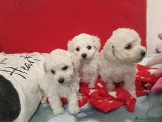 Barboncino Toy cani Cuccioli di barboncino Toy bianco - Annuncio 1