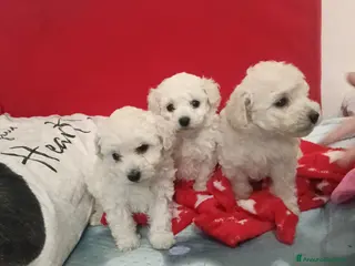 Barboncino Toy cani Cuccioli di barboncino Toy bianco - Annuncio 6