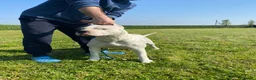 Dogo Argentino cani in vendita: CUCCIOLI DOGO ARGENTINO a Provincia di Verona - Annuncio 4