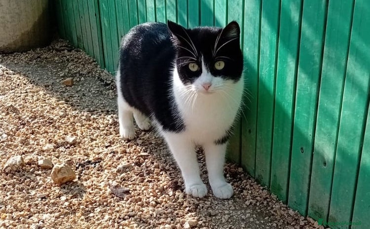 Meticcio gatti - Annuncio 1