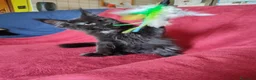 Maine Coon gatti in vendita: Meravigliose sorelline Maine Coon disponibili - Annuncio 12