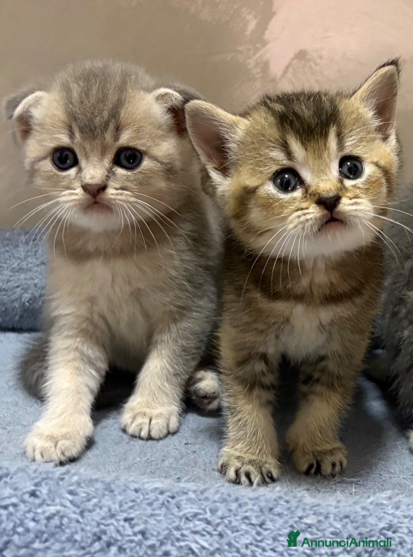 British gatti Scottish fold sthrait  - Annuncio 1