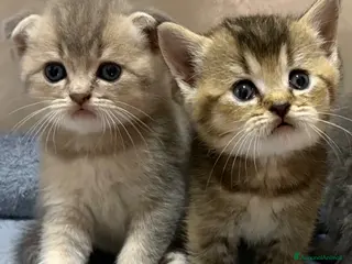 British gatti Scottish fold sthrait - Annuncio 1