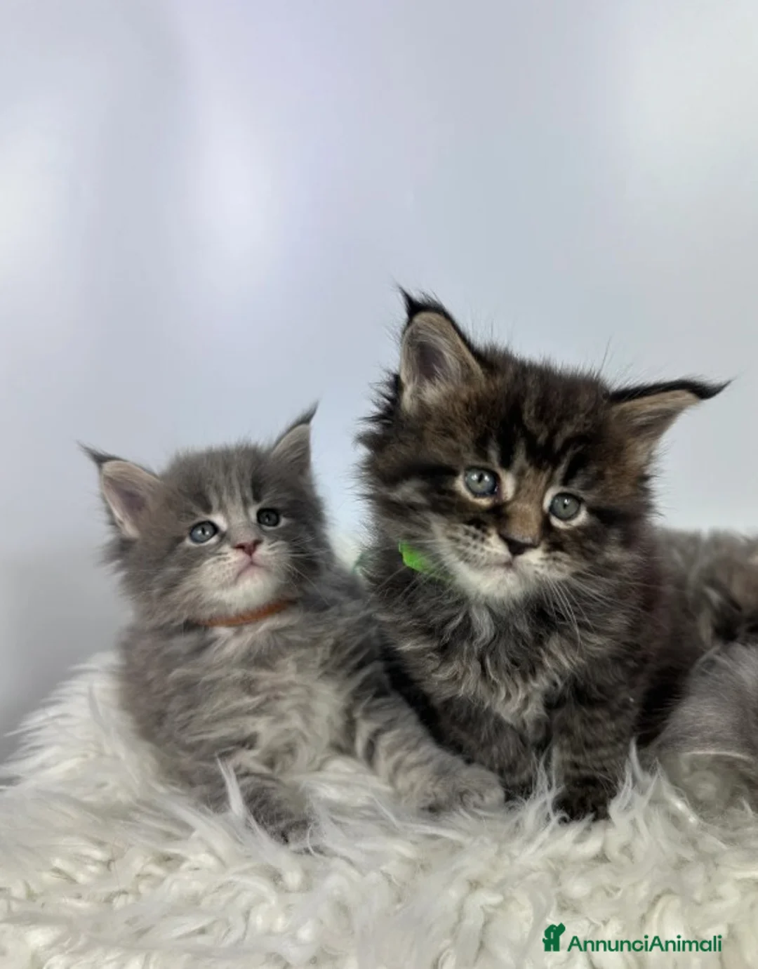 Maine Coon gatti in vendita: 6 splendidi gattini Maine Coon di razza pura - Annuncio 11