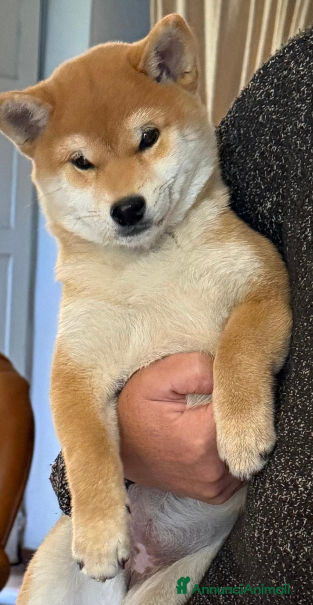 Shiba Inu cani in vendita: Shiba inu , cuccioli disponibili - Annuncio 4