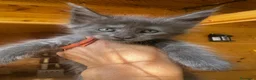 Maine Coon gatti in vendita: Cuccioli Blue e Blue Silver tabby - Annuncio 9
