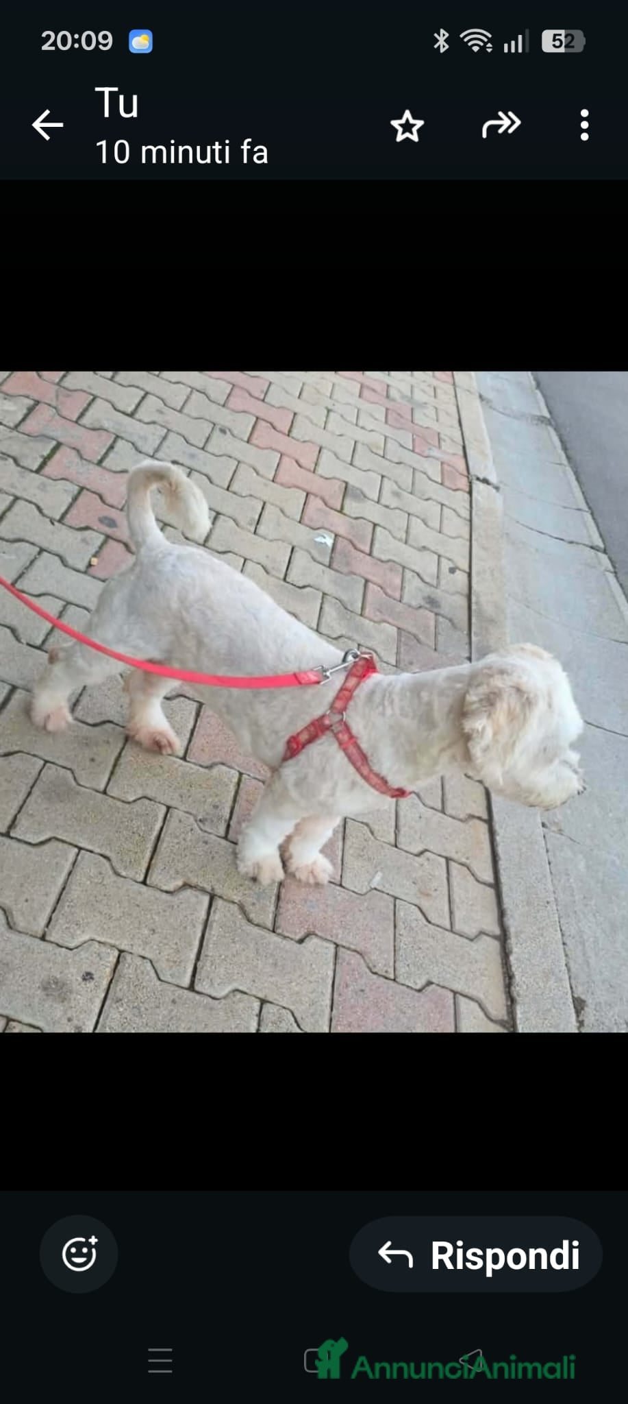 Barboncino cani Kate  - Annuncio 2