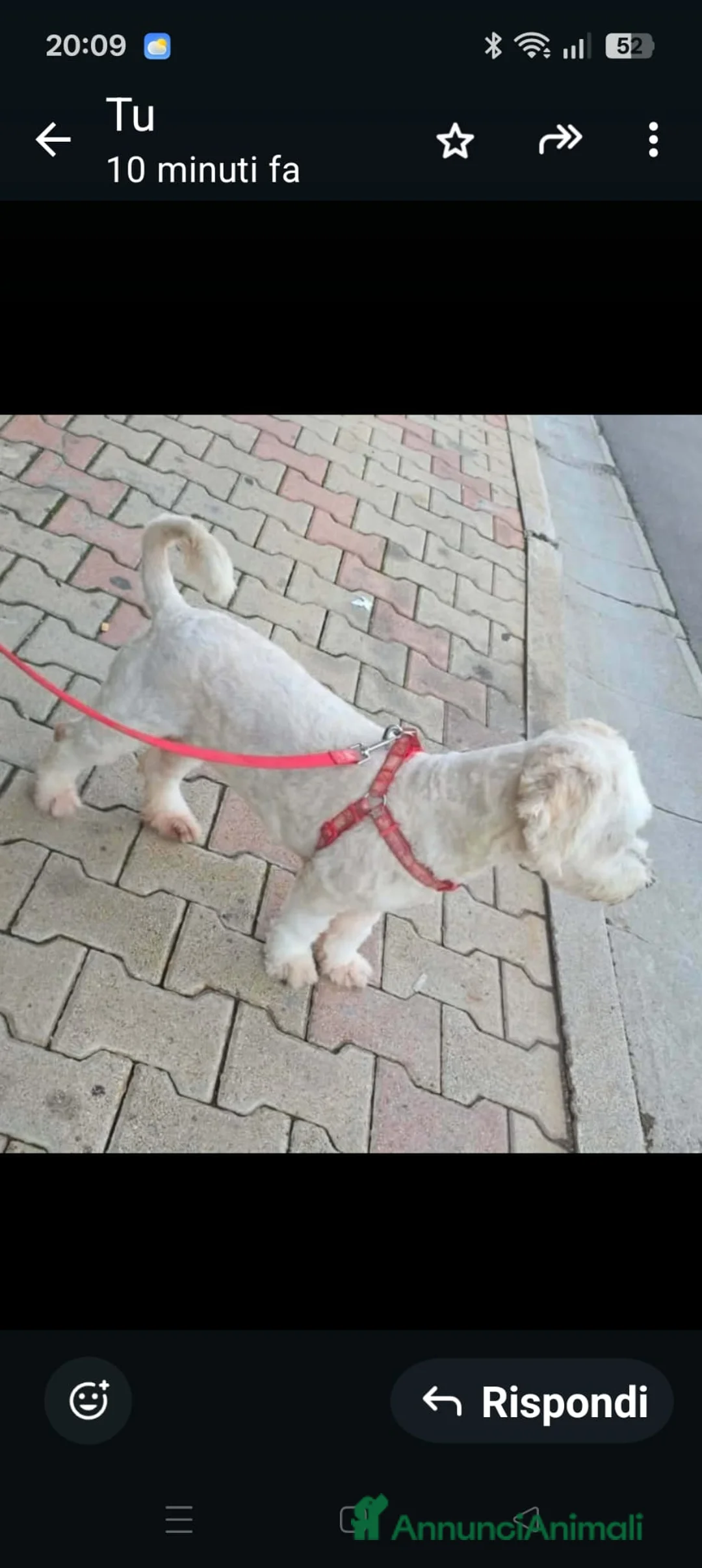 Barboncino cani in regalo: Kate  - Annuncio 2