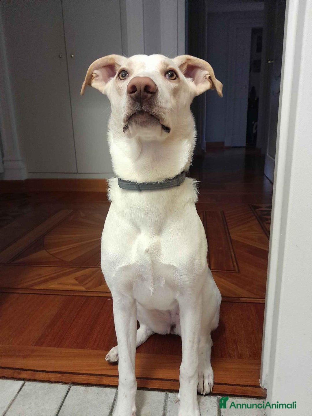 Altre razze cani in regalo: DEA 9 MESI - Annuncio 5