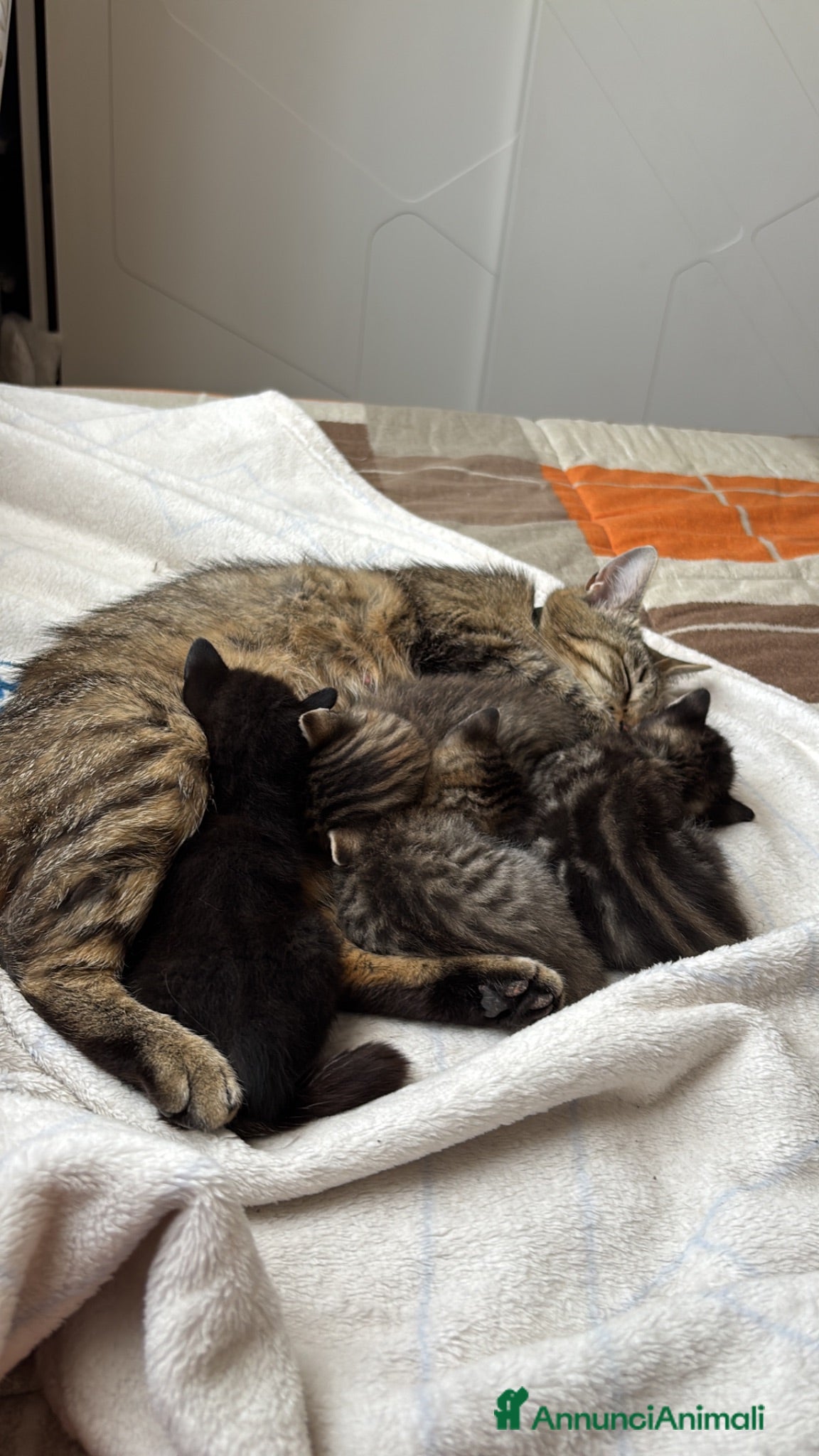 Europeo gatti GATTINI - Annuncio 11