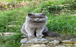 Scottish gatti per accoppiamento: Monta Scottish fold  - Immagine 2