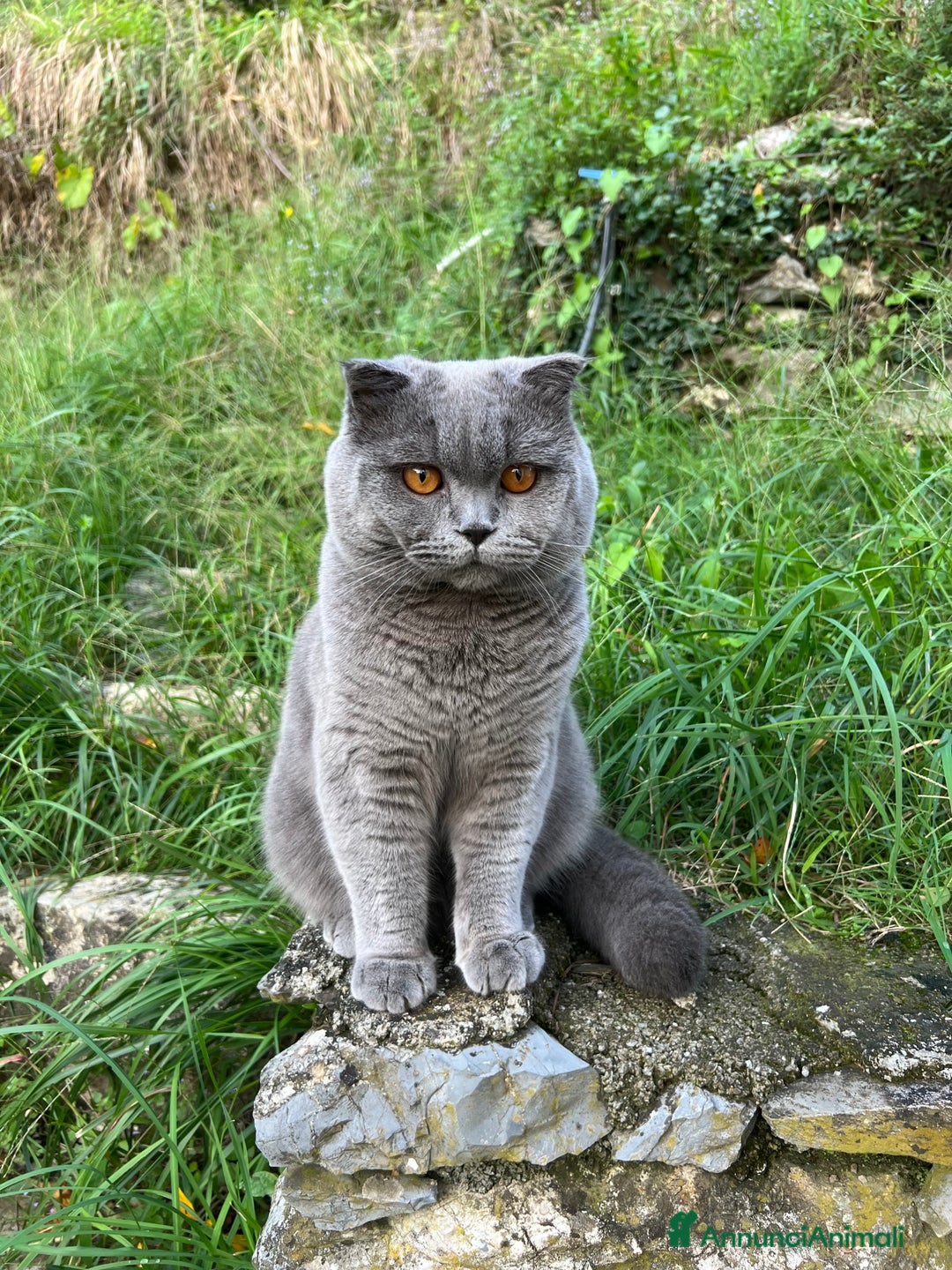 Scottish gatti per accoppiamento: Monta Scottish fold  - Annuncio 2