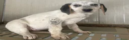 Meticcio cani in regalo: LA TENERA SIRYA - Annuncio 8