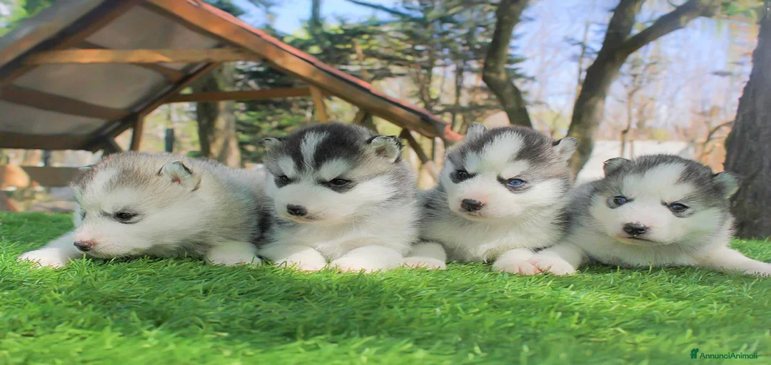 Immagine della galleria {{count}}