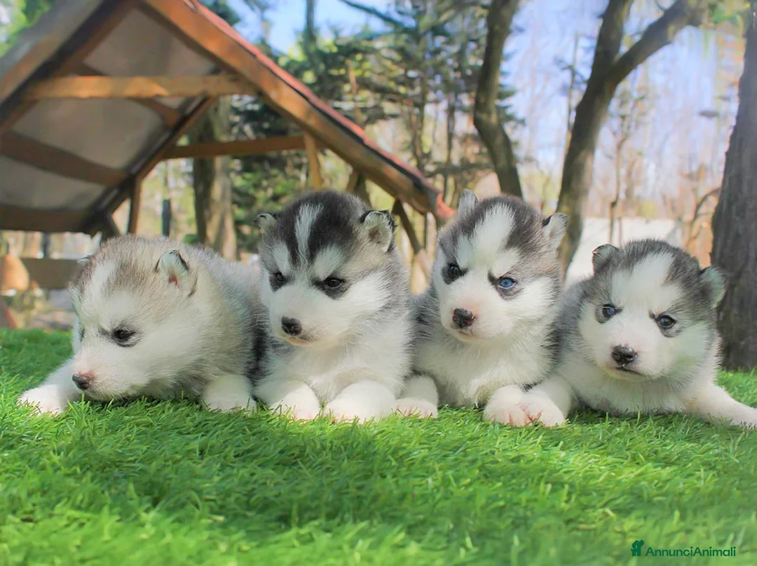 Immagine della galleria {{count}}