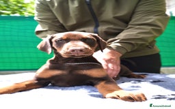 Dobermann cani in vendita: cuccioli dobermann selezionati  a Provincia di Avellino - Immagine 2
