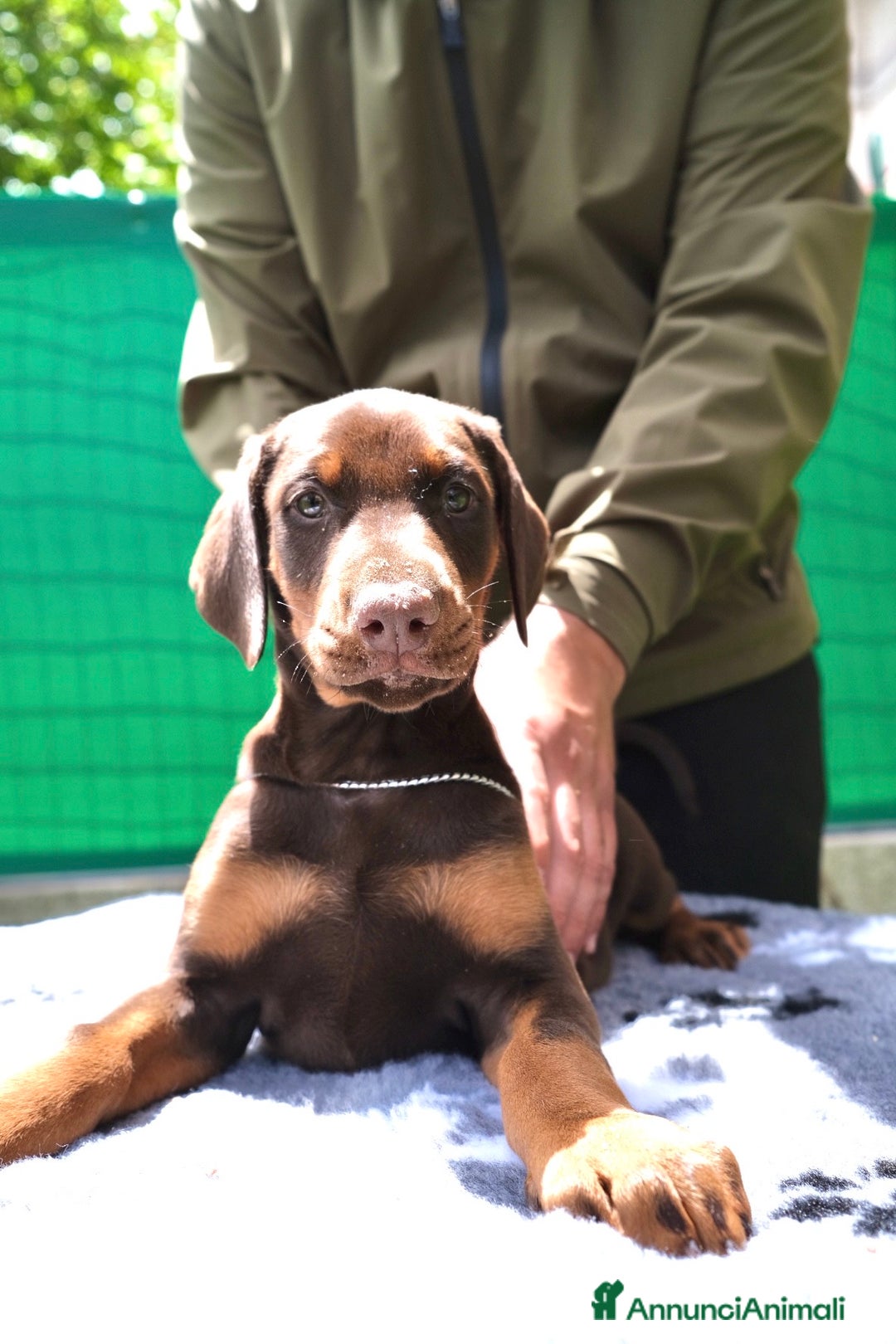 Dobermann cani in vendita: cuccioli dobermann selezionati  a Provincia di Avellino - Immagine 2