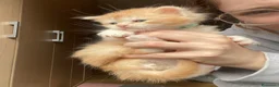 Maine Coon gatti in vendita: Maine coon - Annuncio 6