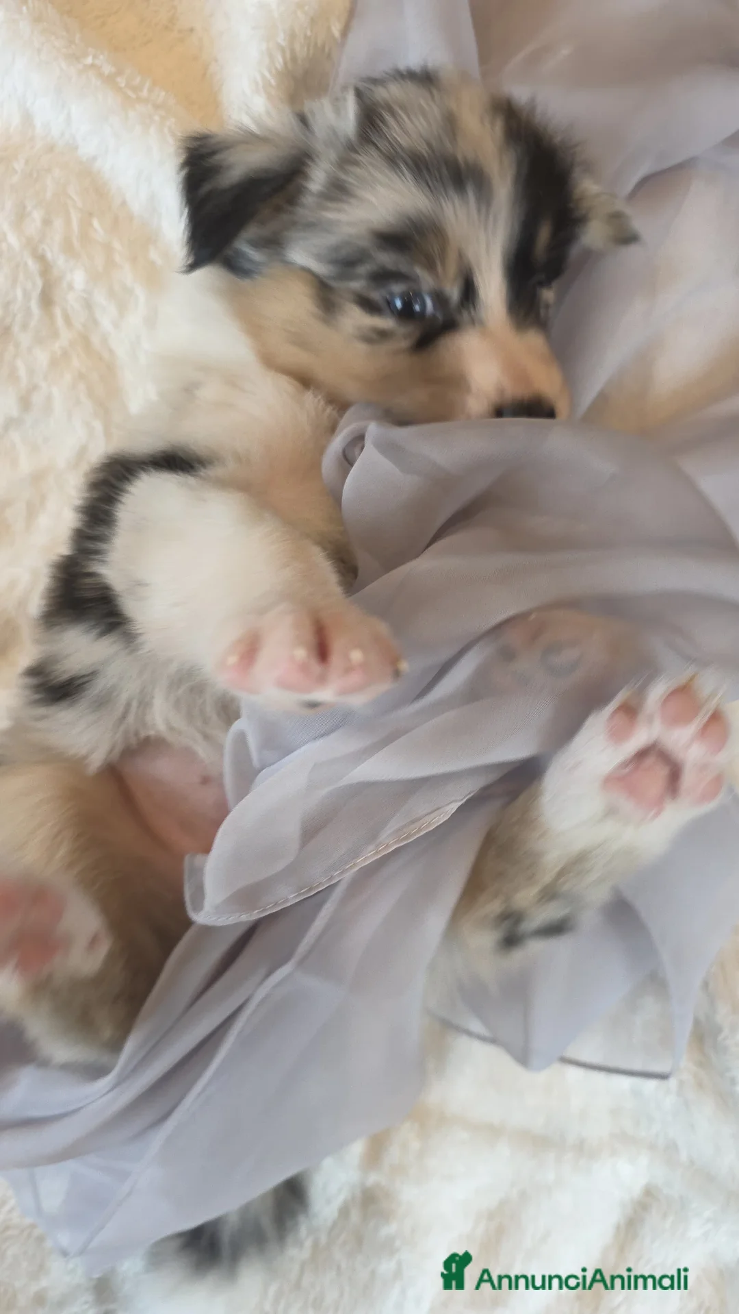 Australian Shepherd cani in vendita: Vendita cuccioli australian  shepherd  - Annuncio 17