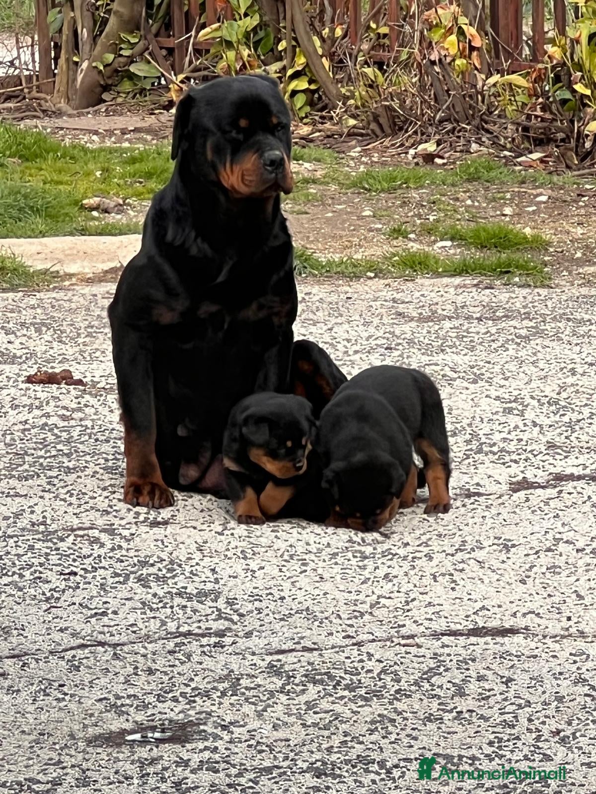 Rottweiler cani Rottweiler splendido maschietto - Annuncio 1