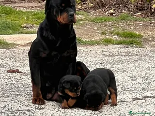 Rottweiler cani Rottweiler splendido maschietto - Annuncio 1