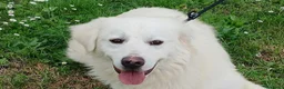 Meticcio cani in regalo: DANTE HA BISOGNO DI UNA CASA E TANTO AMORE - Annuncio 2