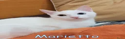 Europeo gatti in regalo: MARIETTO DOLCISSIMO GATTINO - Annuncio 2