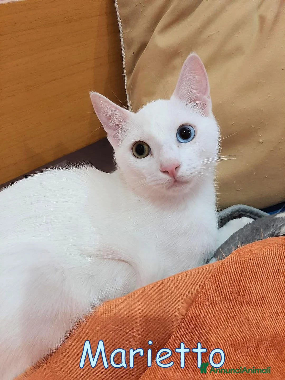Europeo gatti in regalo: MARIETTO DOLCISSIMO GATTINO - Annuncio 2