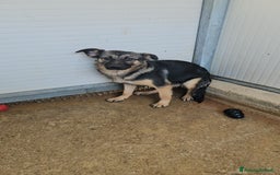 Meticcio cani in regalo: Clotilde: cucciolotta taglia piccola timida dolce  - Annuncio 6