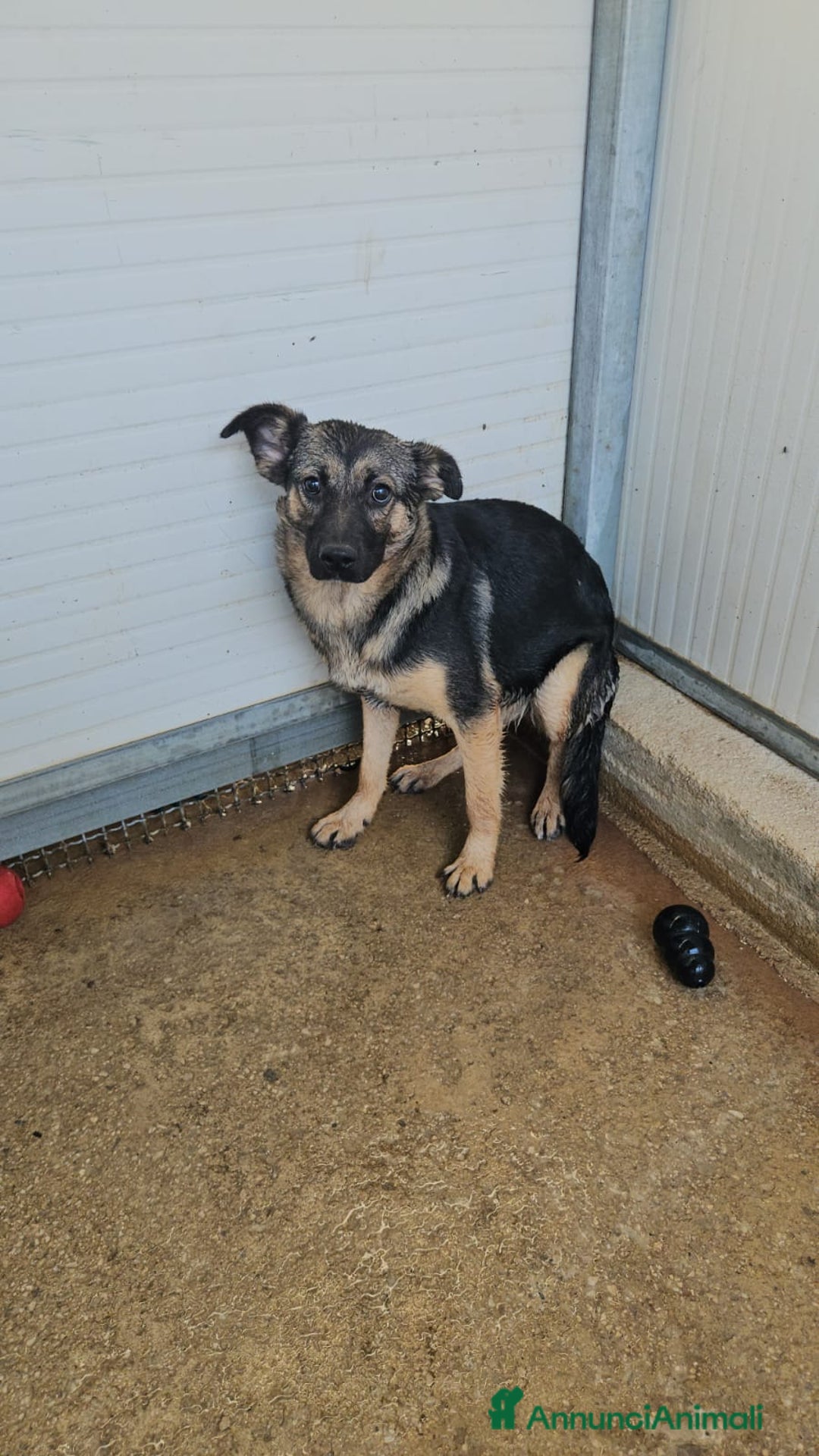 Meticcio cani in regalo: Clotilde: cucciolotta taglia piccola timida dolce  - Annuncio 6
