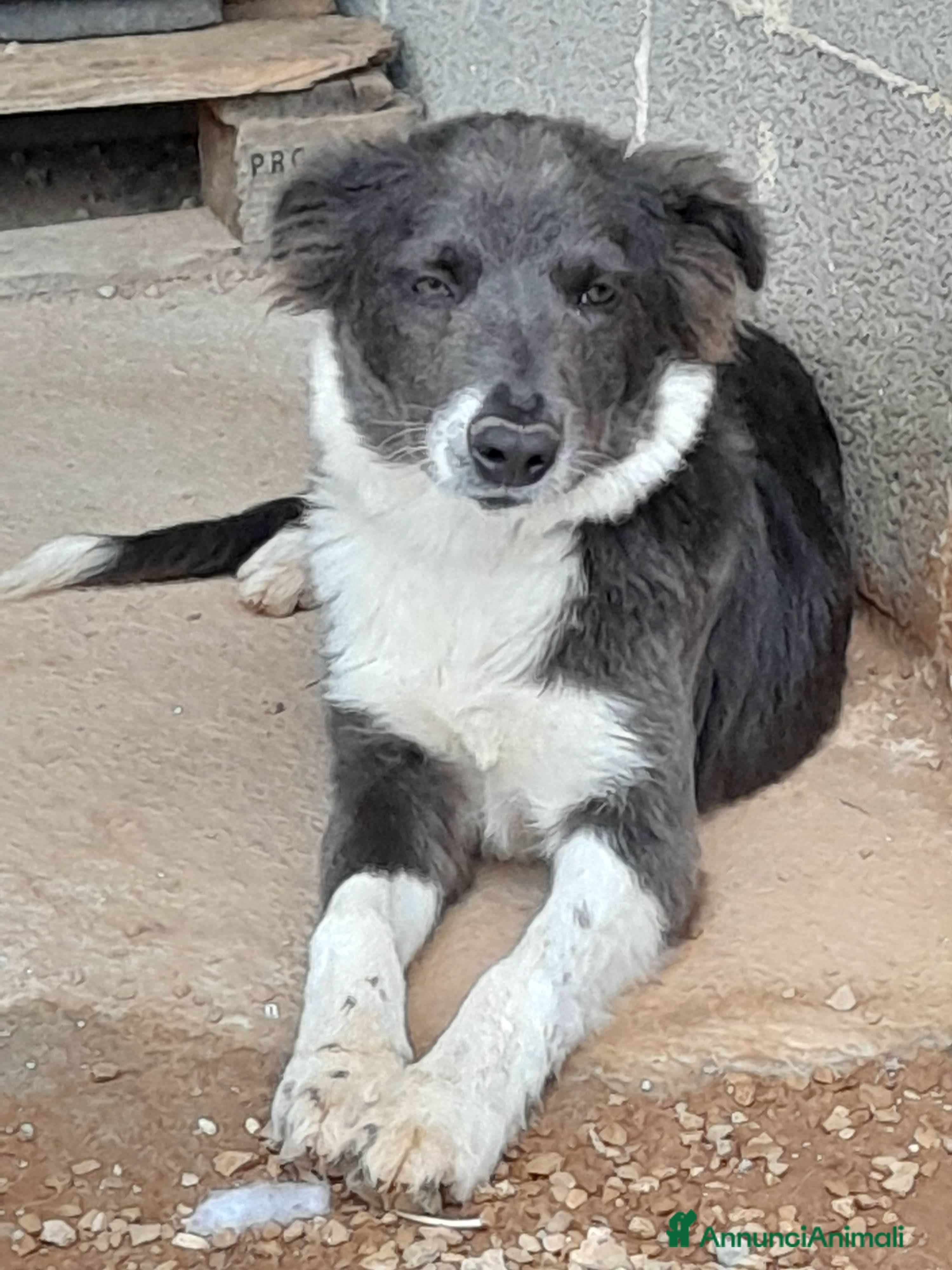 Meticcio cani Dylan cucciolo in adozione - Annuncio 33