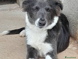 Meticcio cani Dylan cucciolo in adozione - Annuncio 5