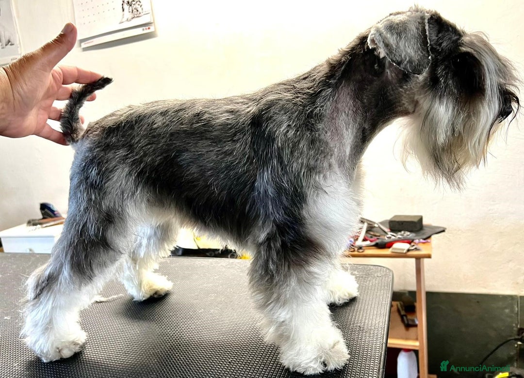 Mini Schnauzer cani in vendita: Cucciolo di Schnauzer Nano  a Provincia di Cuneo - Immagine 5