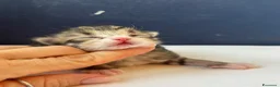 Siberiano gatti in vendita: SIBERIANI GATTINI IPOALLERGENICI - Annuncio 20